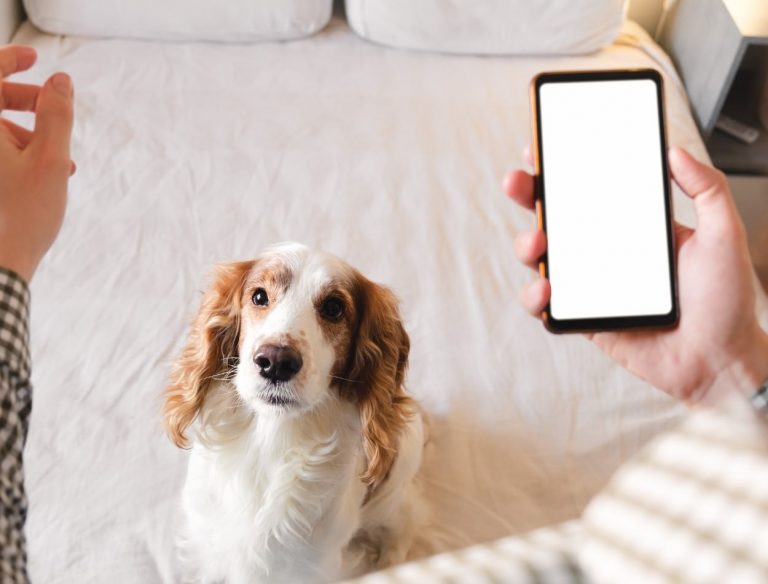 app adoção animais