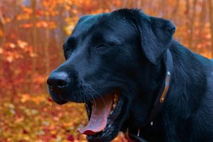 bocejos contagiantes