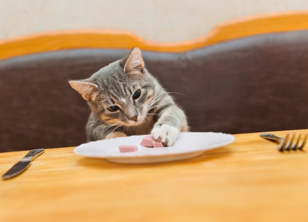 diarreia em gatos