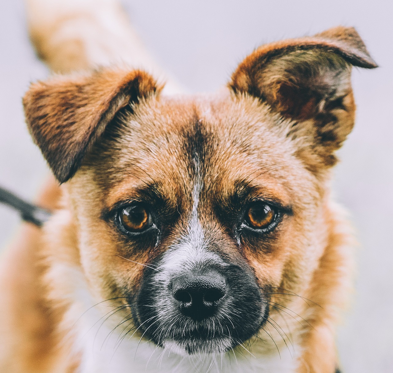 Existem algumas alternativas para quem pretende adotar animais de estimação, por meio de ONGs , Abrigos de animais e Aplicativos - Pixabay