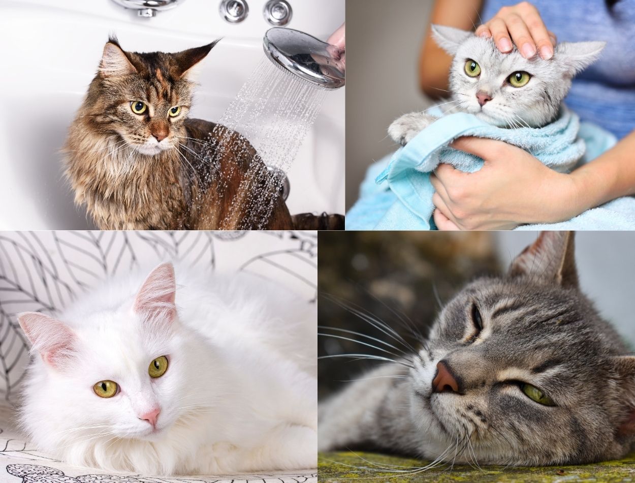 banho de gatos