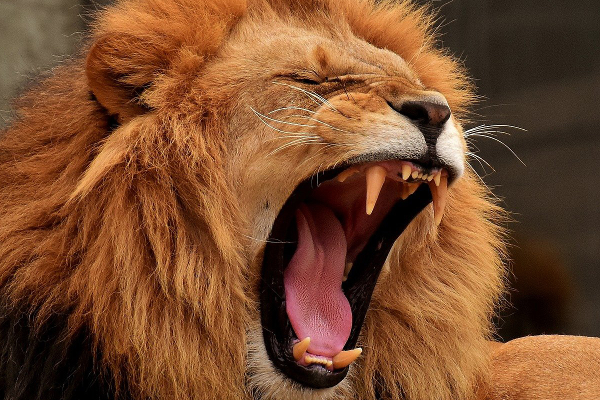 Comportamento dos leões após bocejar é curioso - Reprodução Pixabay
