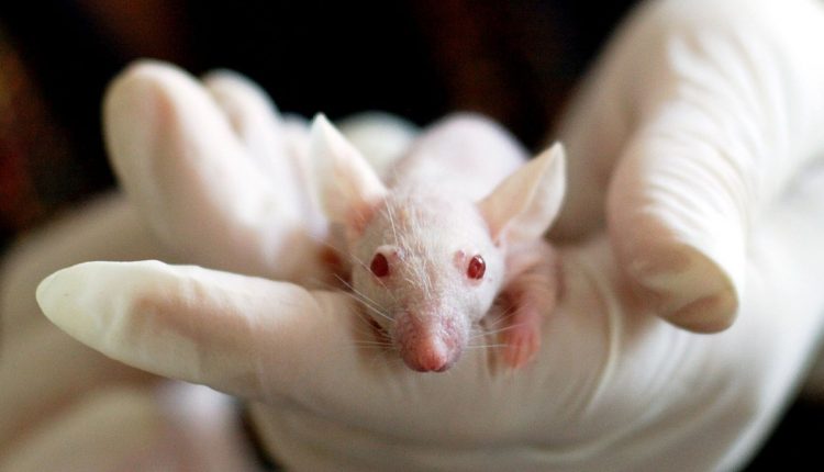 Famosos se unem em campanha contra testes em animais - Reprodução Pixabay