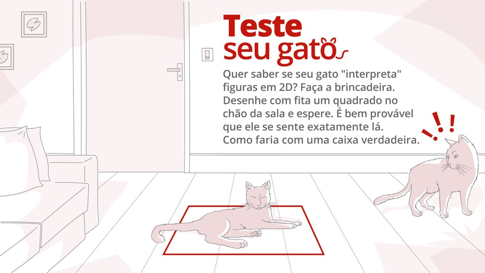 gatos amam caixas