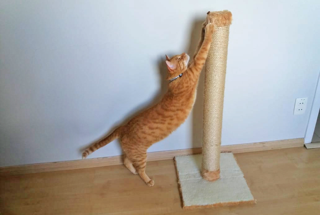Arranhadores para gatos de sisal (Imagem Gatinho Branco)