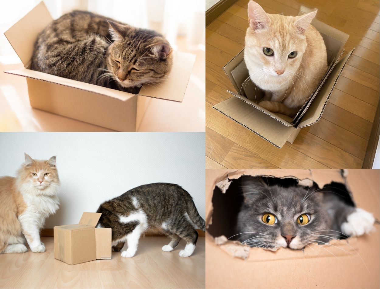 gatos gostam de caixa