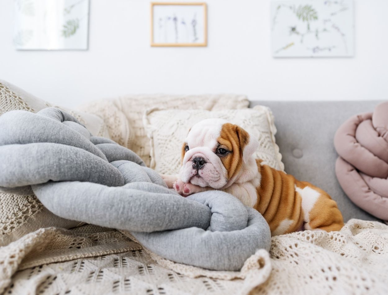 cachorro com frio