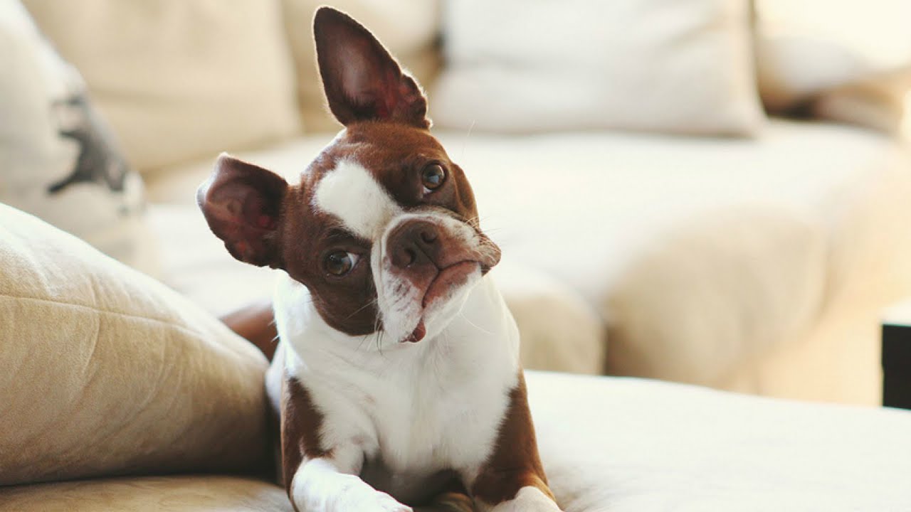 5 dicas para ter cachorros em apartamentos e não passar perrengue; confira