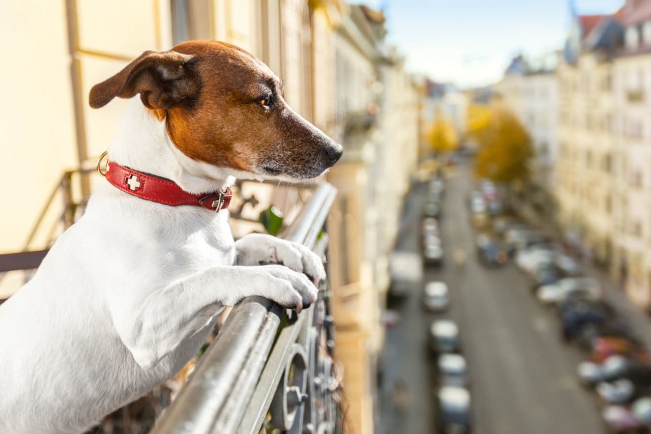 5 dicas para ter cachorros em apartamentos e não passar perrengue; confira