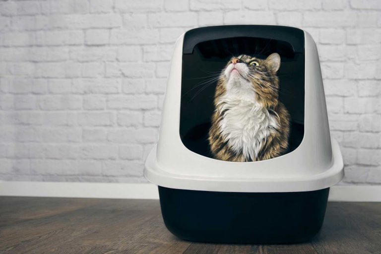 Como amenizar odor dos toaletes dos gatos: confira dicas necessárias e simples