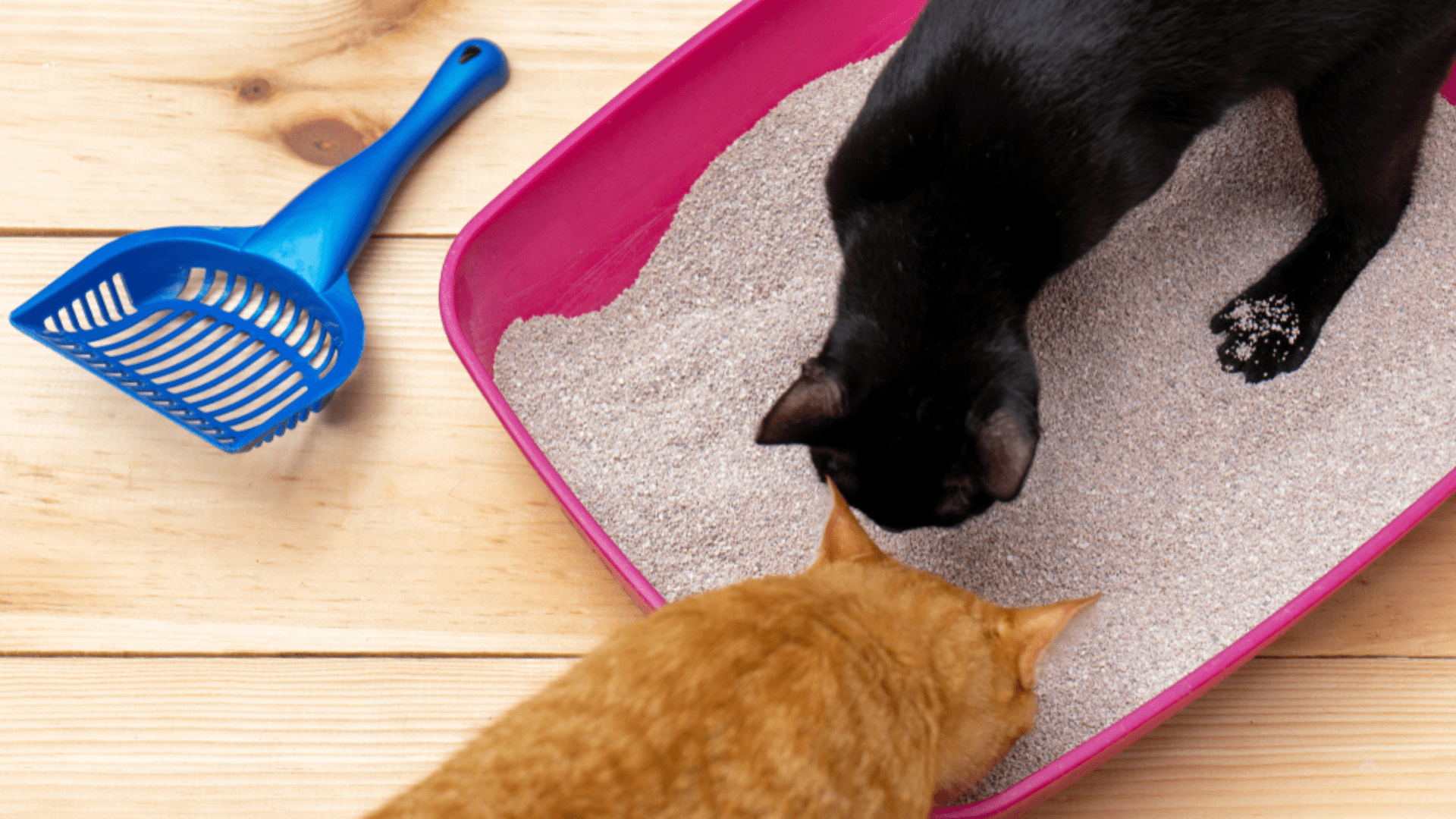 Como amenizar odor dos toaletes dos gatos: confira dicas necessárias e simples