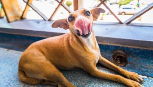 Quais as principais misturas de raças que fazem o vira-lata caramelo? Veja curiosidades