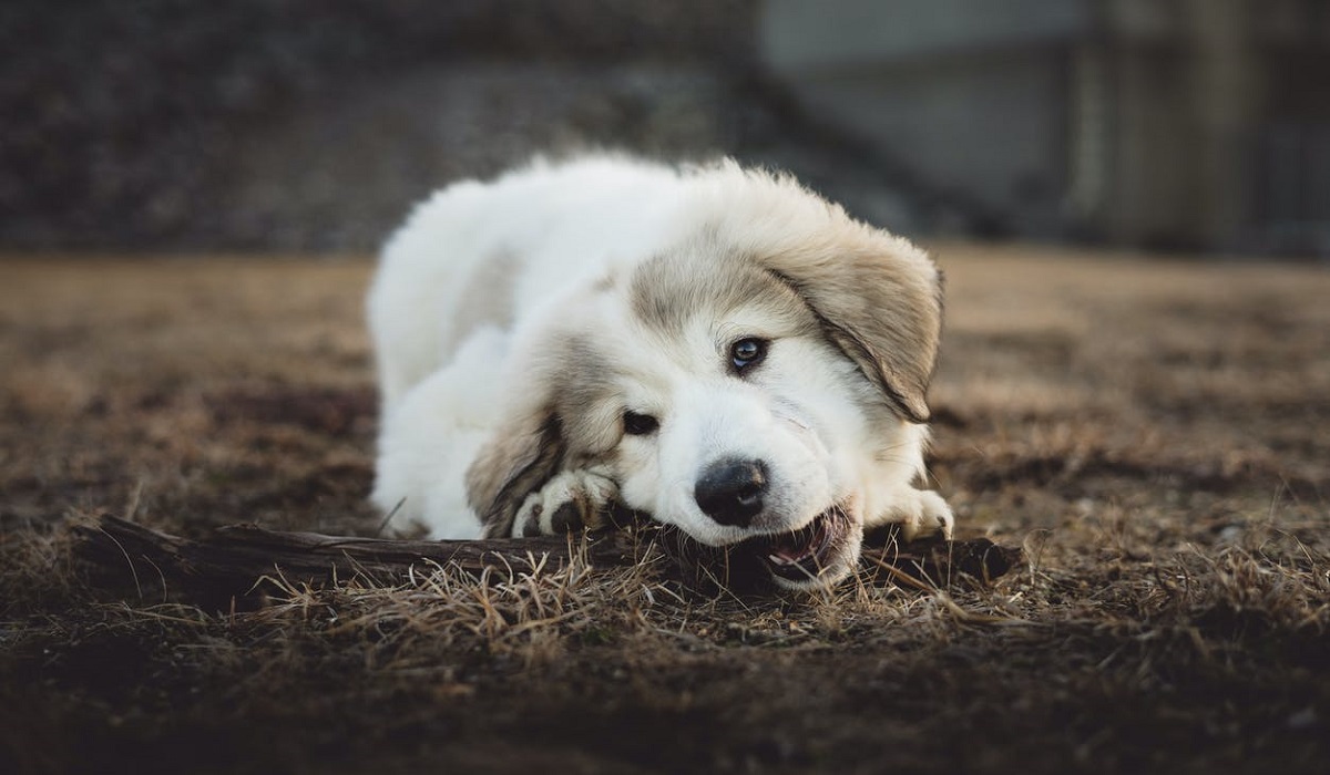 5 coisas que você precisa saber antes de adotar um filhote de cachorro Foto: Pexels