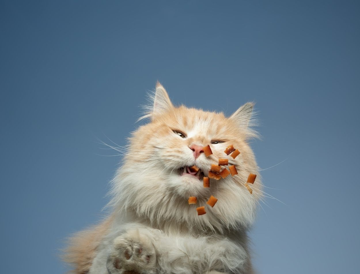Alimentar o gato
