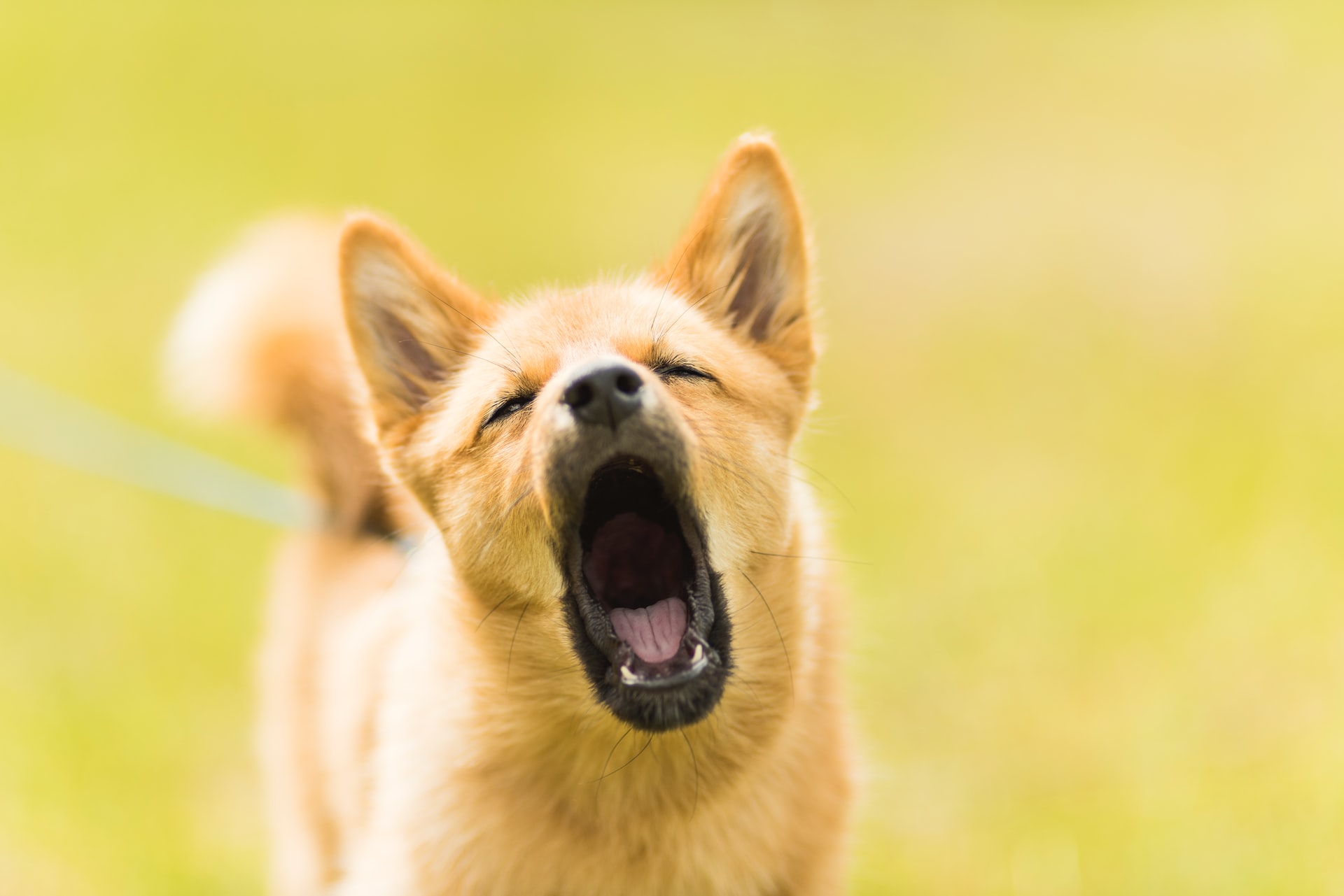 cachorros correm atrás das motos