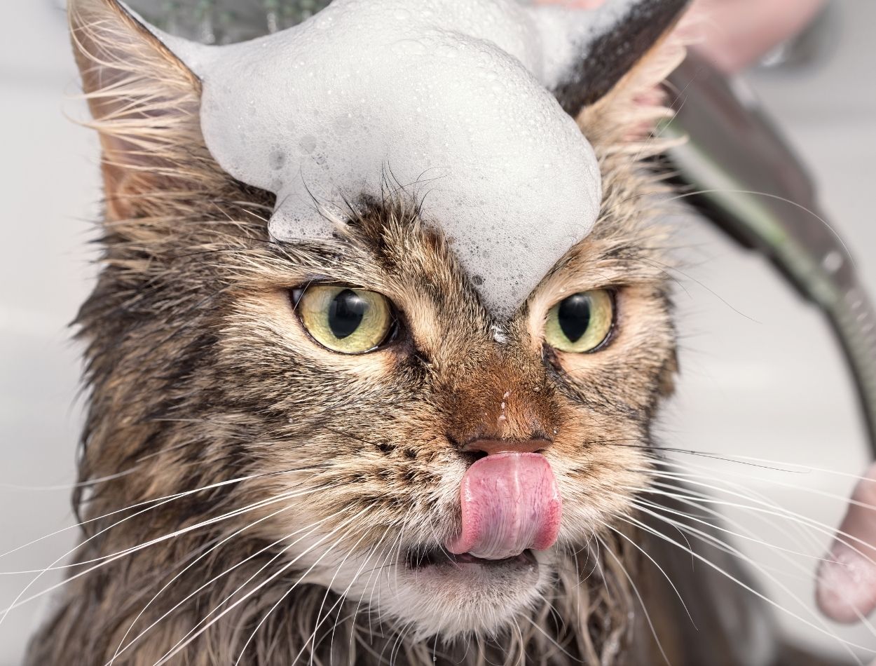 Como dar banho no gato em casa