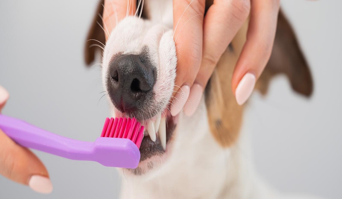 Como escovar os dentes dos cachorros Foto: Dreamstime