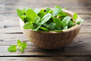 Como cultivar hortelã em vaso: confira 5 dicas super importantes e benefícios da planta