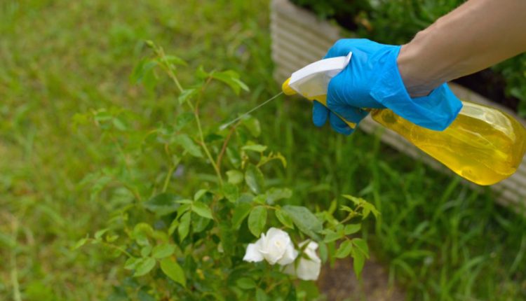 Como eliminar cochonilhas das plantas com produtos naturais 2