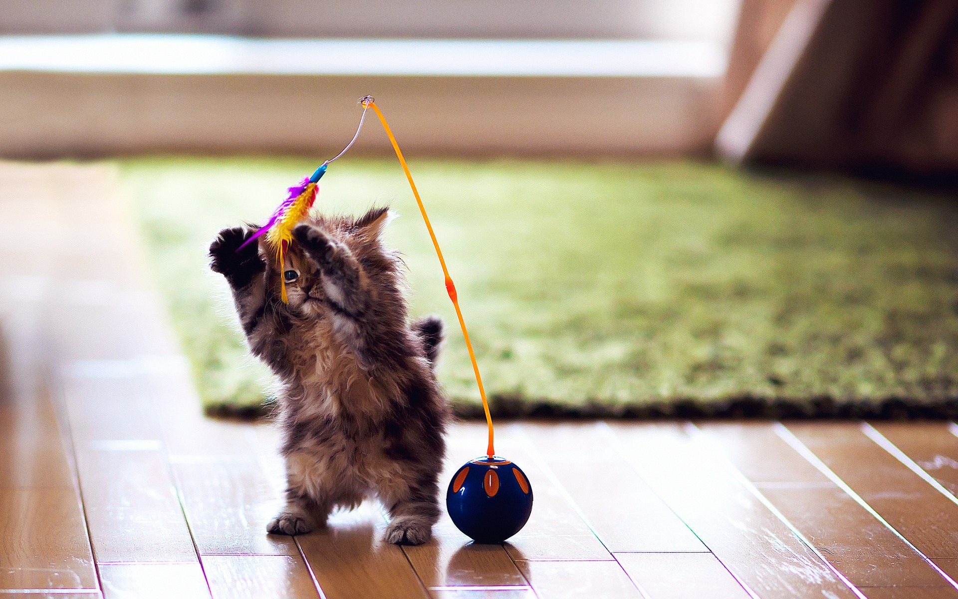 Como fazer brinquedos para gatos com garrafa pet e outros materiais recicláveis; veja dicas super criativas