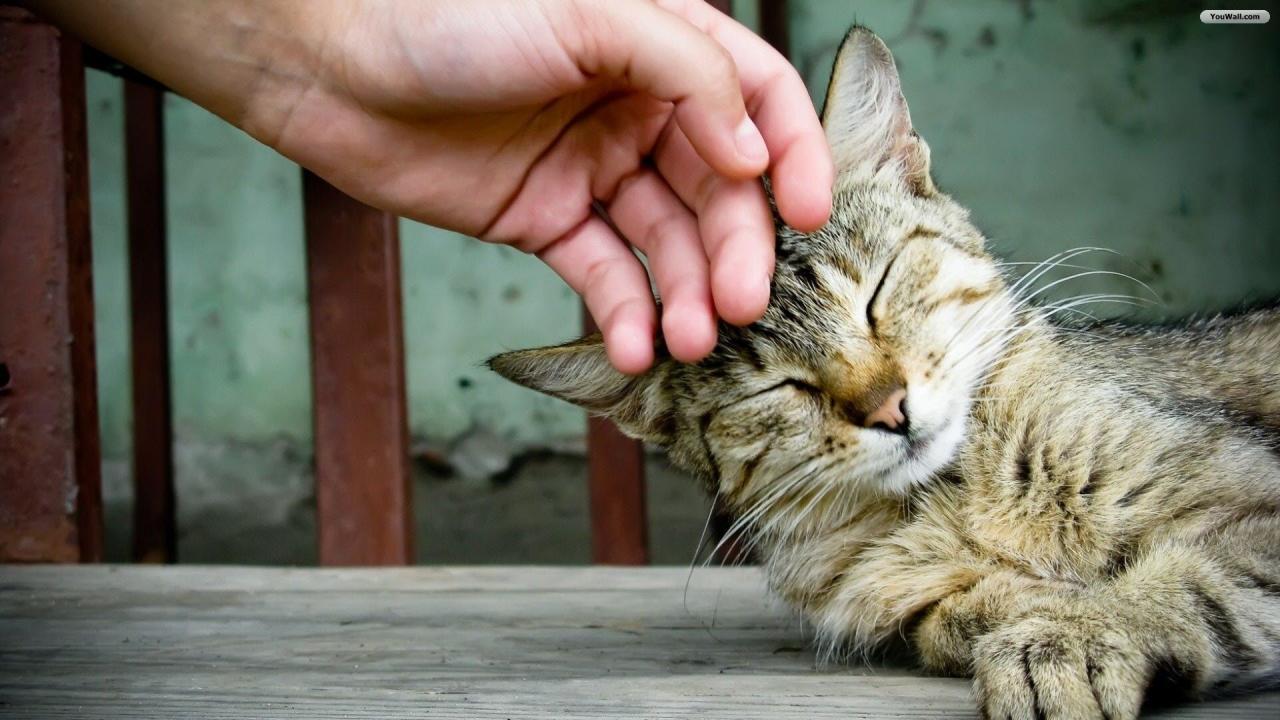 Como fazer um gato gostar de você: confira 5 dicas eficazes que vão te ajudar nessa conquista