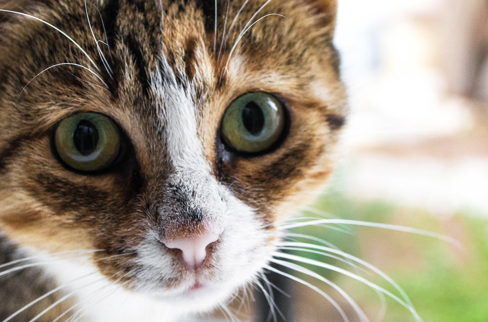 Como saber a idade de um gato: veja dicas para fazer o cálculo correto