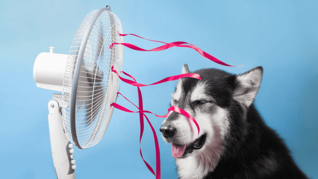 Como saber se o cachorro está com calor? Confira 5 dicas para identificar e veja o que fazer