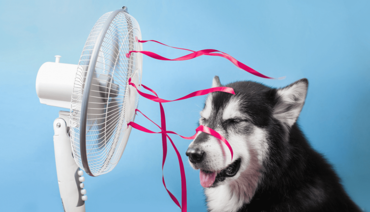 Como saber se o cachorro está com calor? Confira 5 dicas para identificar e veja o que fazer
