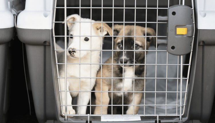 Como transportar cachorro pequeno de forma correta: confira dicas de segurança