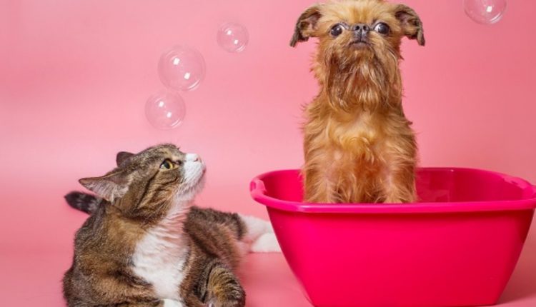 Dicas de higiene para cães e gatos: saiba como fazer banho a seco com produtos naturais e cuidar da orelha do seu pet