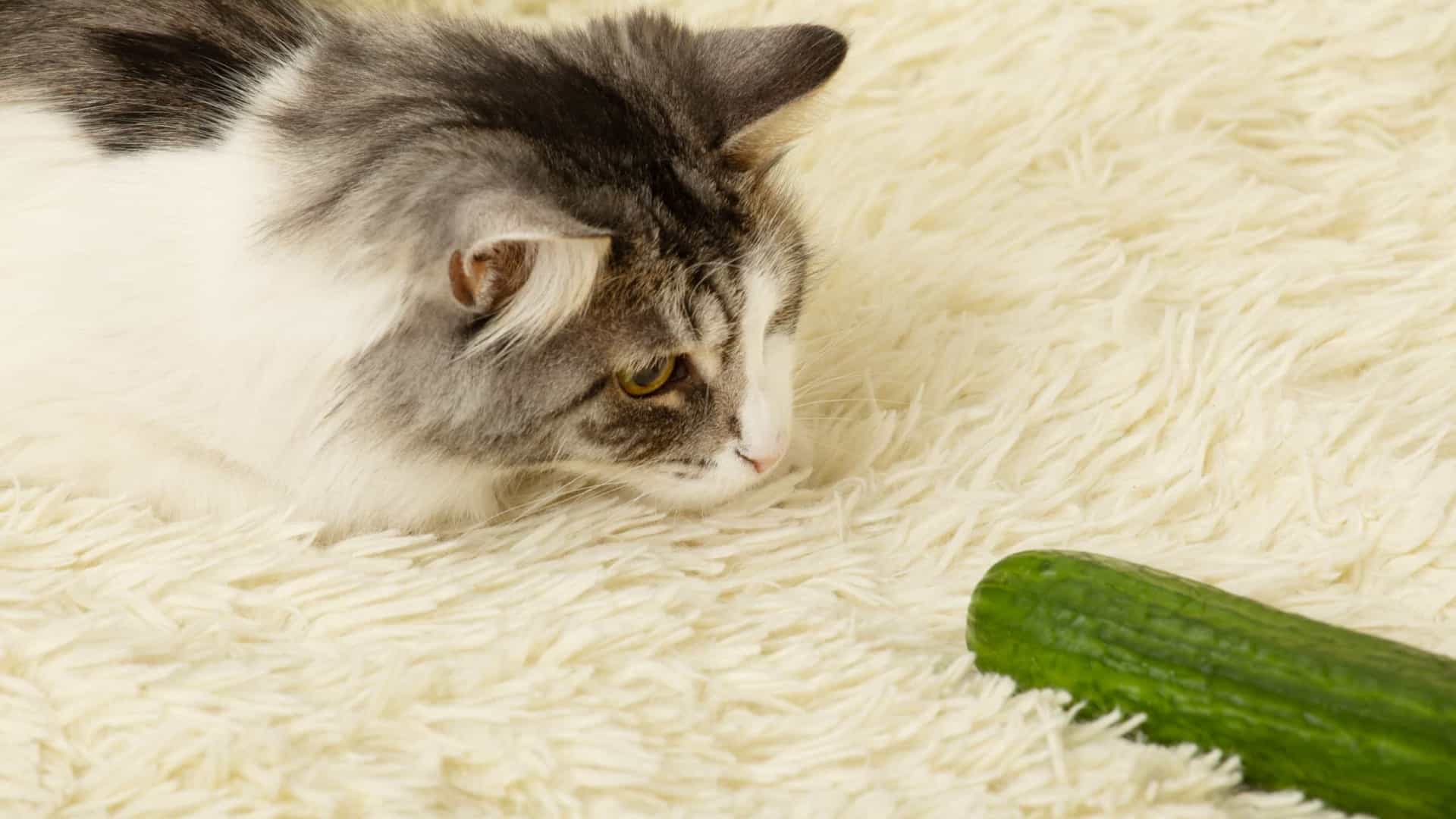 Gatos e pepinos: saiba verdades e mistérios que deixam os pets enlouquecidos e confira um alerta