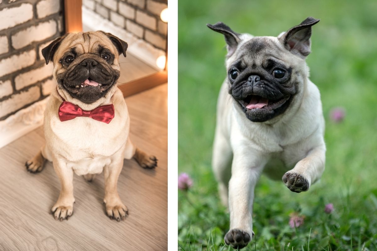 pug