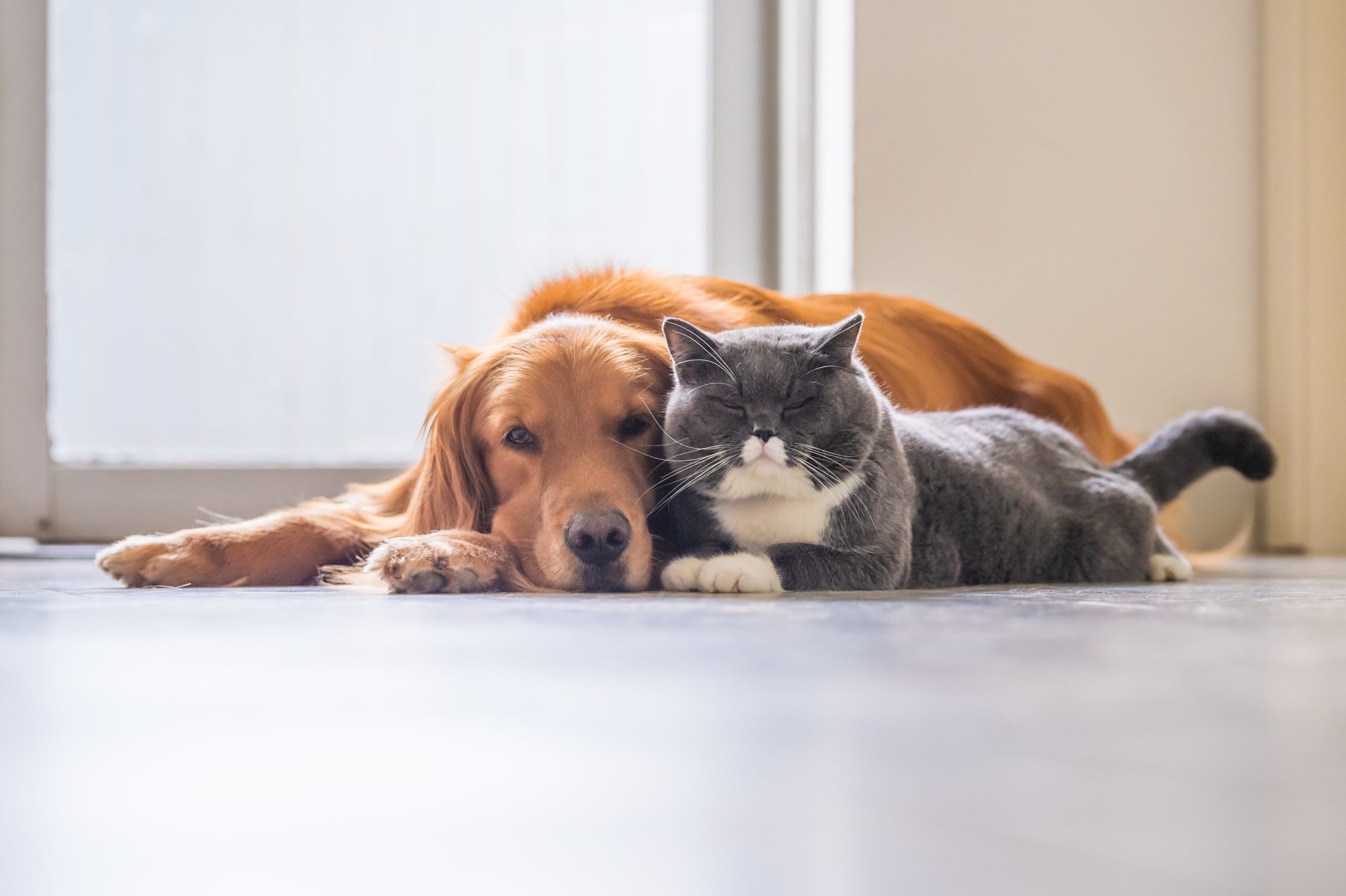 Qual raça de cachorro se dá bem com gato? Confira e veja dicas de boa convivência entre pets – [Blog GigaOutlet]