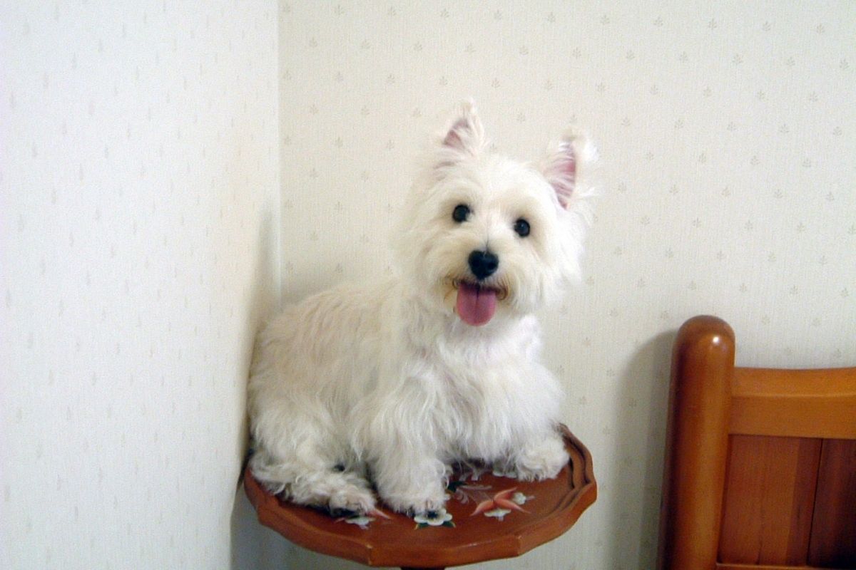 Cachorro dócil