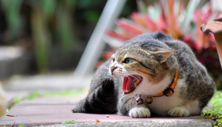 Aprenda agora mesmo 5 truques interessantes e eficientes para acalmar gato com raiva