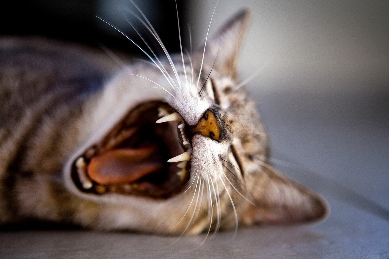 Aprenda agora mesmo 5 truques interessantes e eficientes para acalmar gato com raiva 