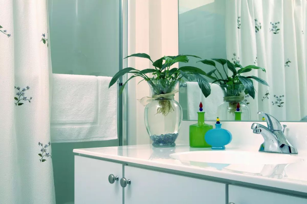 Quais são as melhores plantas para usar no banheiro? Veja 10 dicas