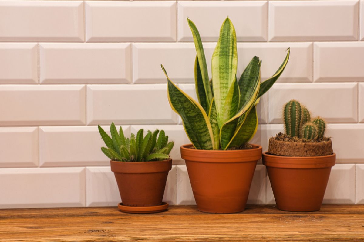 Conheça 7 tipos de plantas que não precisam de sol. Fonte: Pixabay.