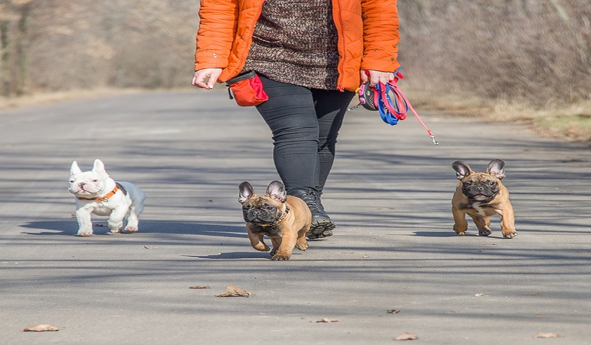 5 dicas para cachorro pequeno; saiba como deixar seu buldogue francês feliz Foto: Pixabay