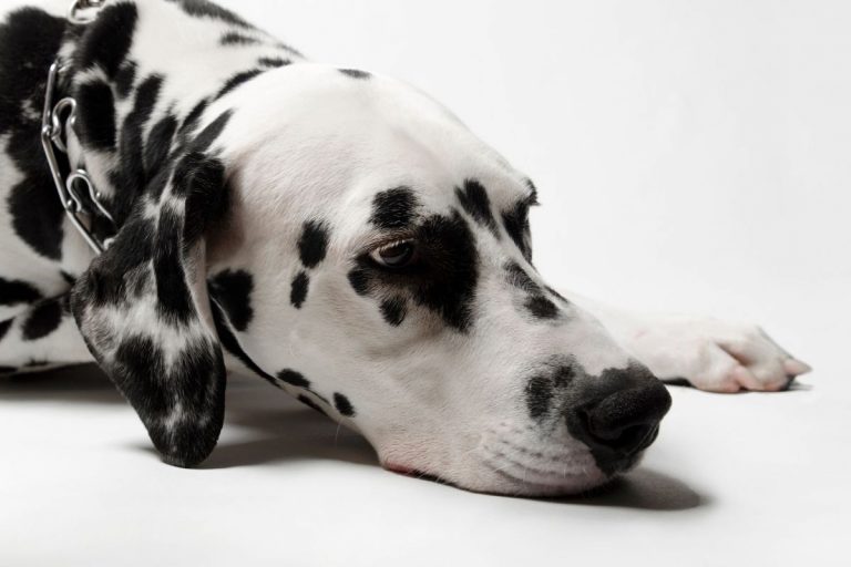 cachorro sente saudades