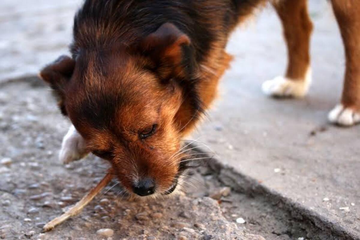 Cachorro não pode comer