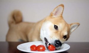 Cachorro pode comer tomate cru? Entenda os mitos e verdades por trás desse fruto