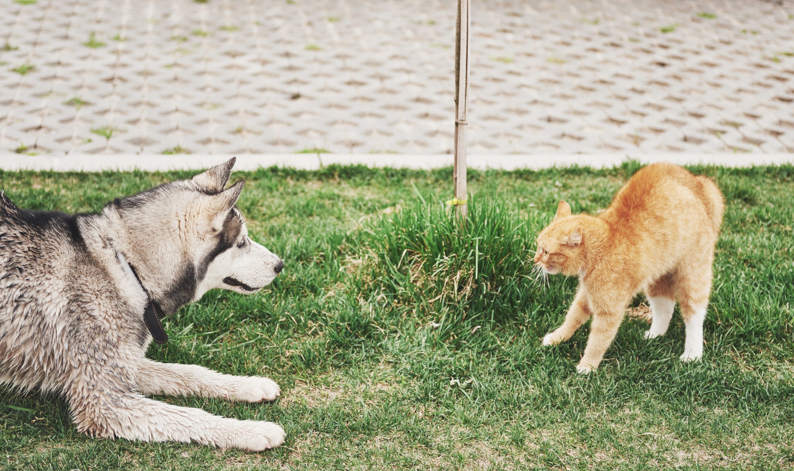 A convivência pacifica entre cachorro e gatos juntos pode ser incentivada com brincadeiras