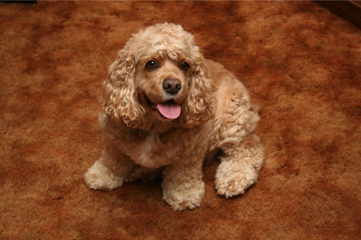 cachorro