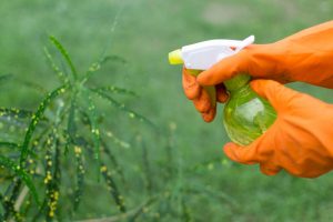 Saiba como eliminar formigas das plantas usando remédio caseiro