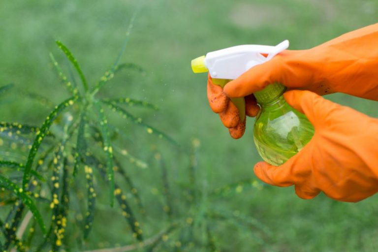 Saiba como eliminar formigas das plantas usando remédio caseiro