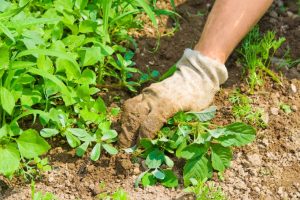 como eliminar ervas daninhas do meu jardim