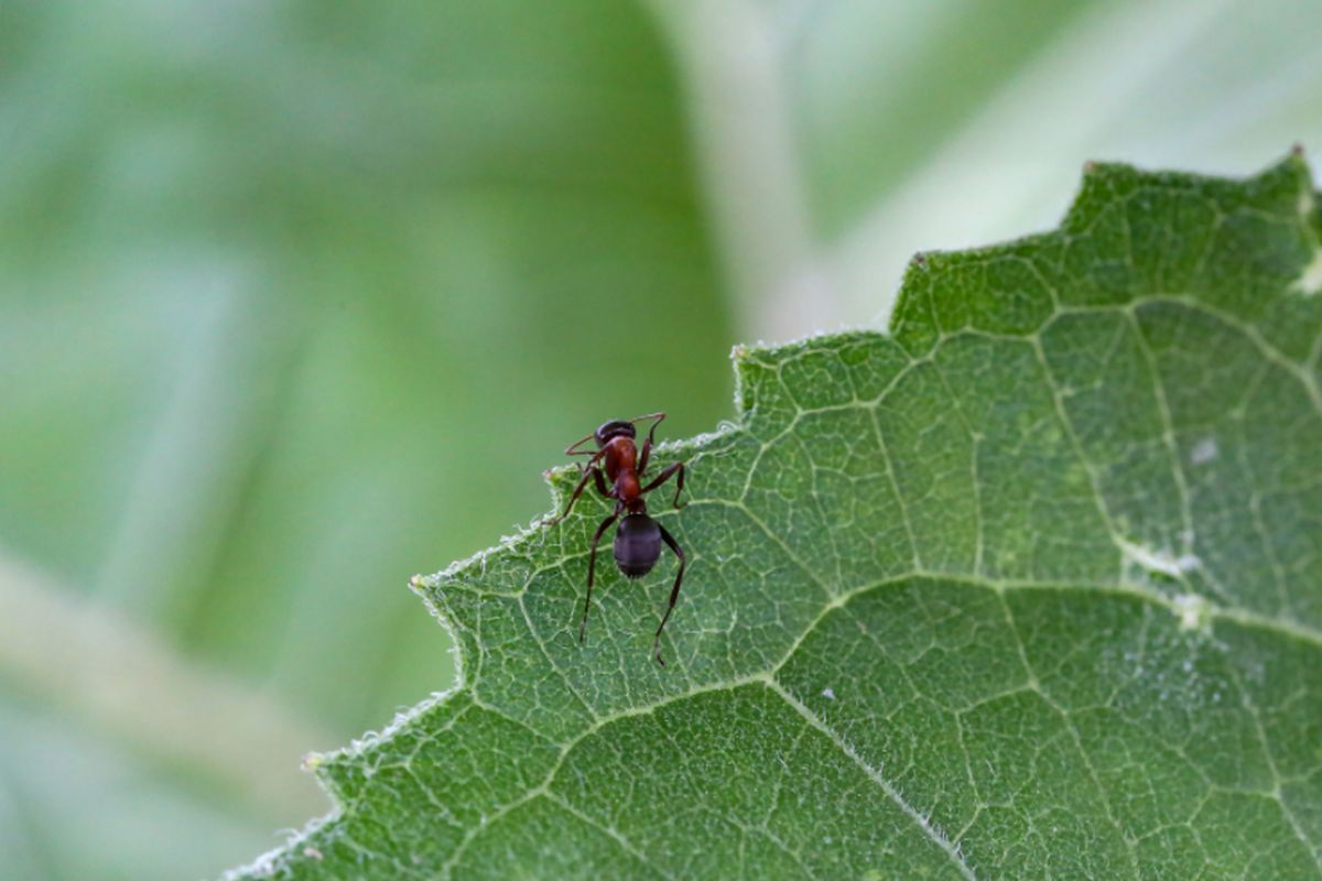 Saiba como eliminar formigas das plantas usando remédio caseiro