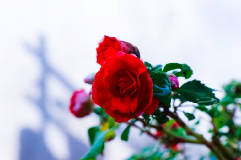 como plantar rosas em batatas e garrafa pet