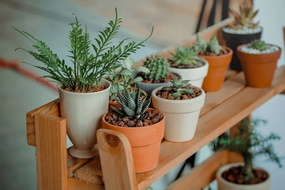 Como cuidar de plantas dentro de casa